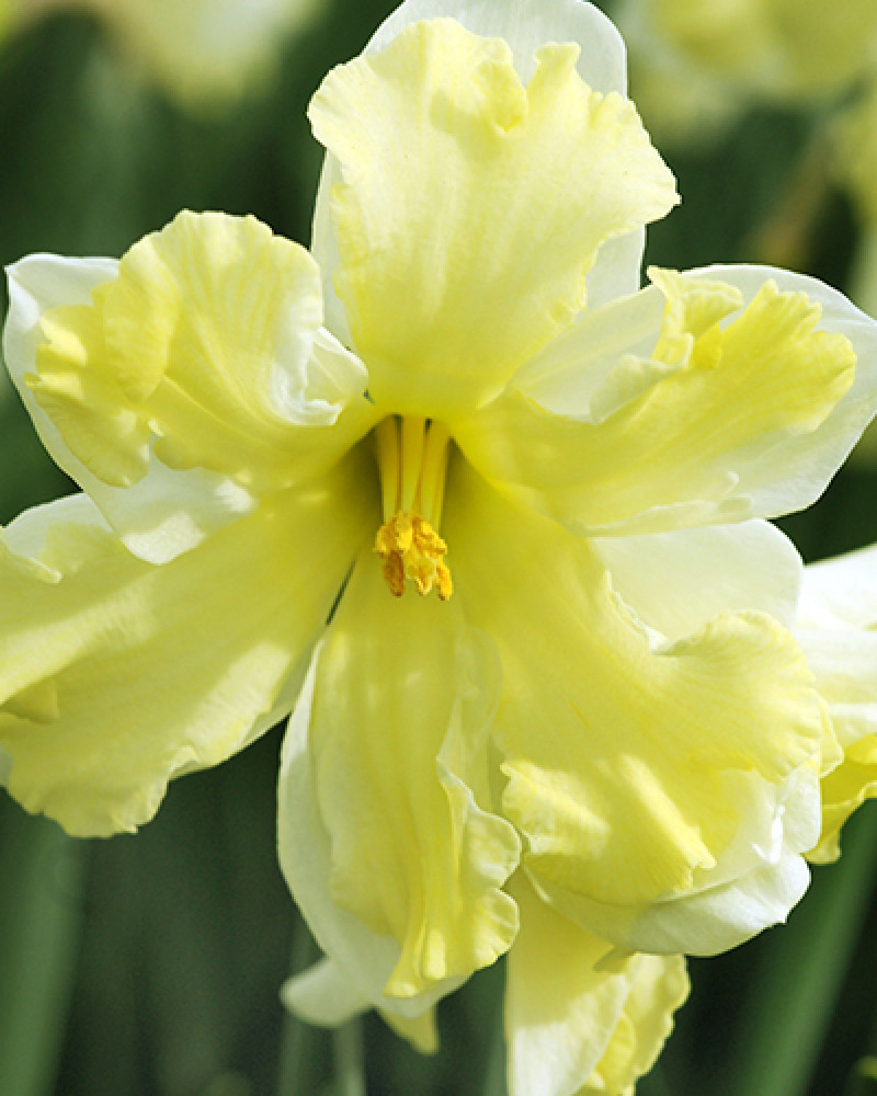 vlinder narcis, dankt zijn bijnaam aan de toepasselijke dubbele bloemblaadjes